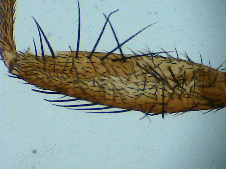 A word of smaw&nbsp;fings